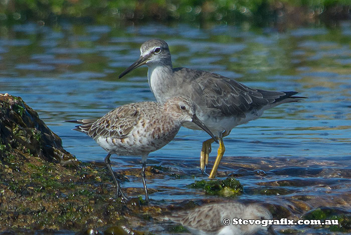 grey-tailed-tattler-&-curlew-sandpiper-22799