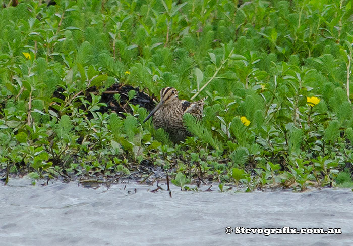 lathams-snipe-32079