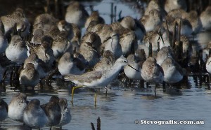 marsh-sandpiper-38290