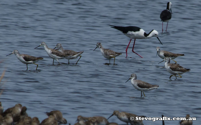 marsh-sandpiper-39185