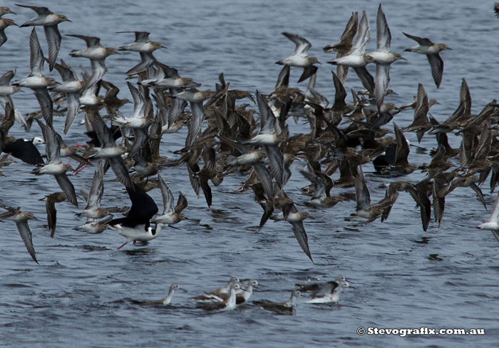 marsh-sandpiper-wader-flock-38724