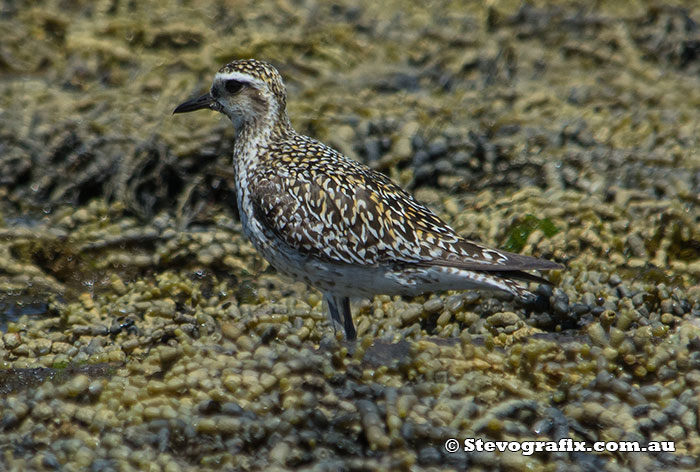 pacific-golden-plover-6534