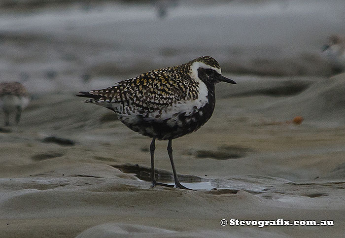 pacific-golden-plover-breeding-45692