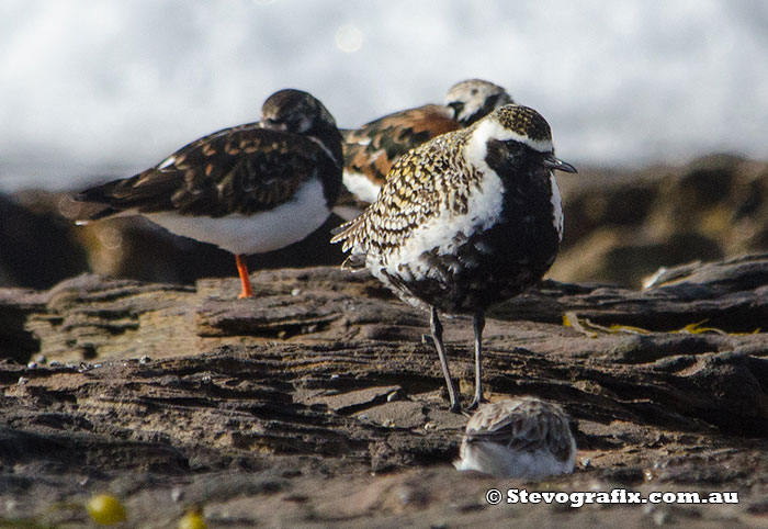 pacific-golden-plover-breeding-46046