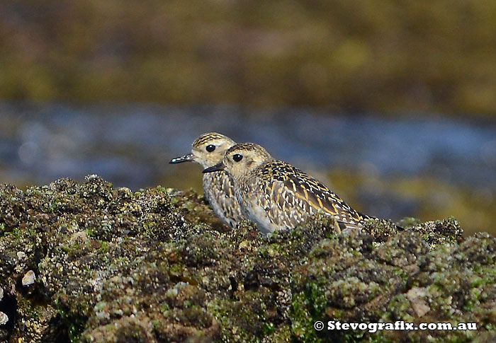 pacific-golden-plovers-02
