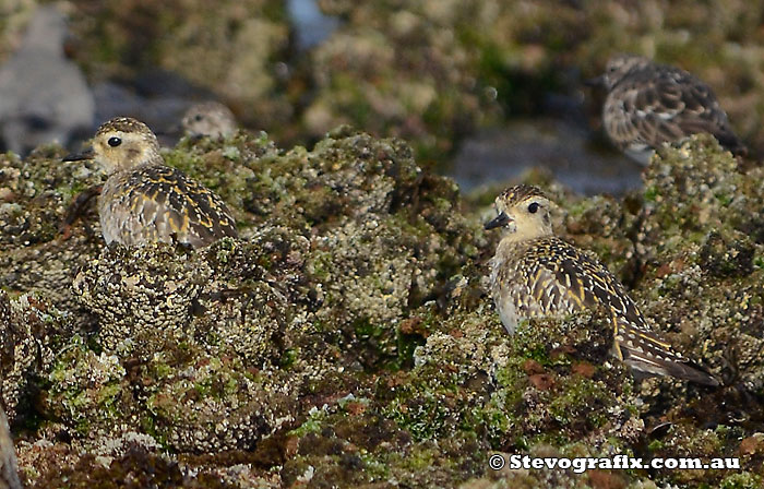 pacific-golden-plovers