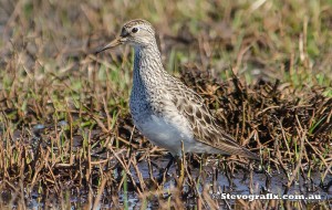 pectoral-sandpiper-16877