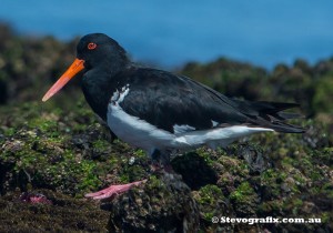 pied-oystercatcher-22205