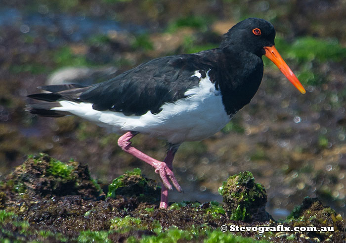 pied-oystercatcher-22265