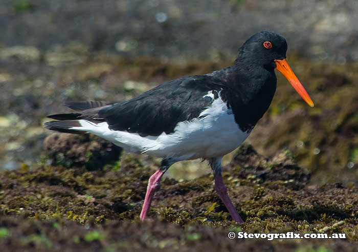 pied-oystercatcher-22306
