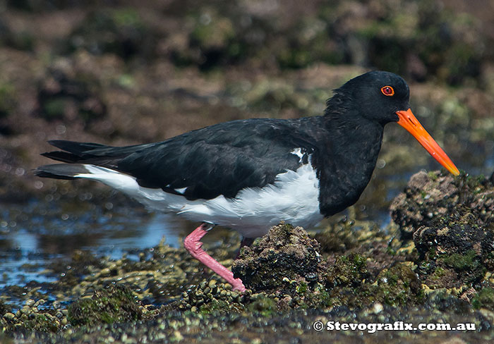 pied-oystercatcher-22697