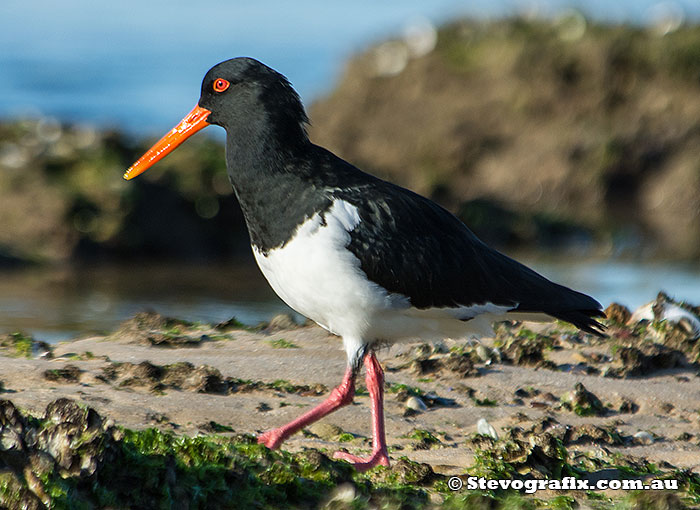pied-oystercatcher-27760