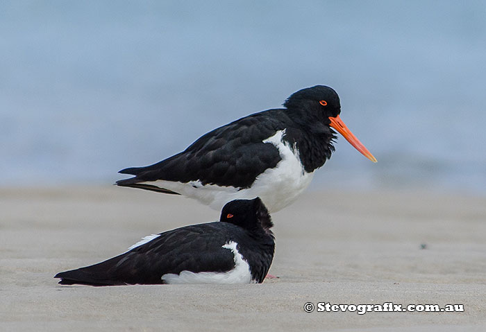 pied-oystercatchers-14699