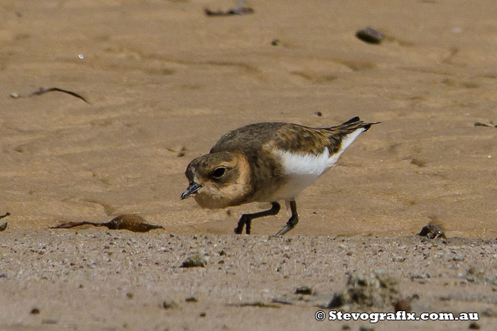 plover-double-banded-41615