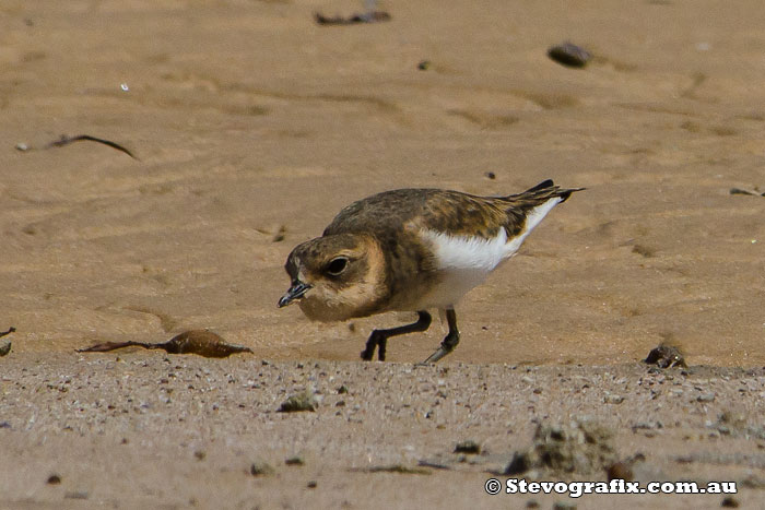 plover-double-banded-41615