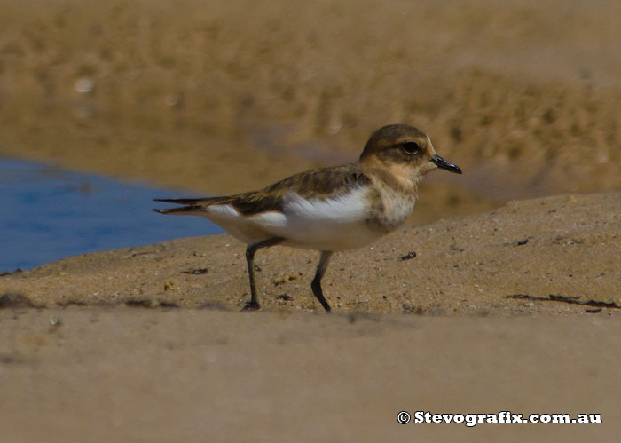 plover-double-banded-41735