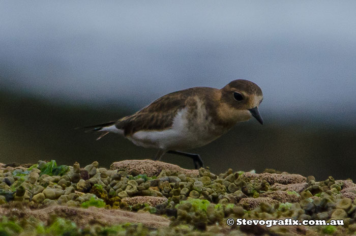 plover-double-banded-42984