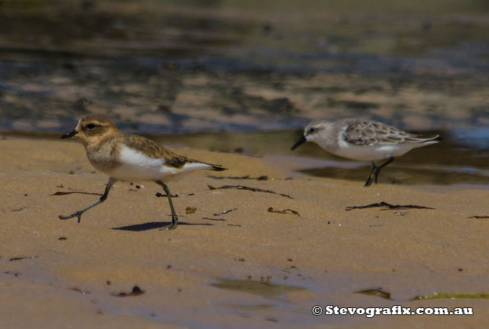plover-double-banded-&-rns-41676