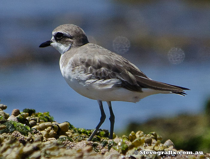 plover-lesser-sand-42650