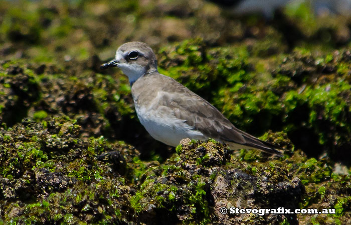 plover-lesser-sand-42662