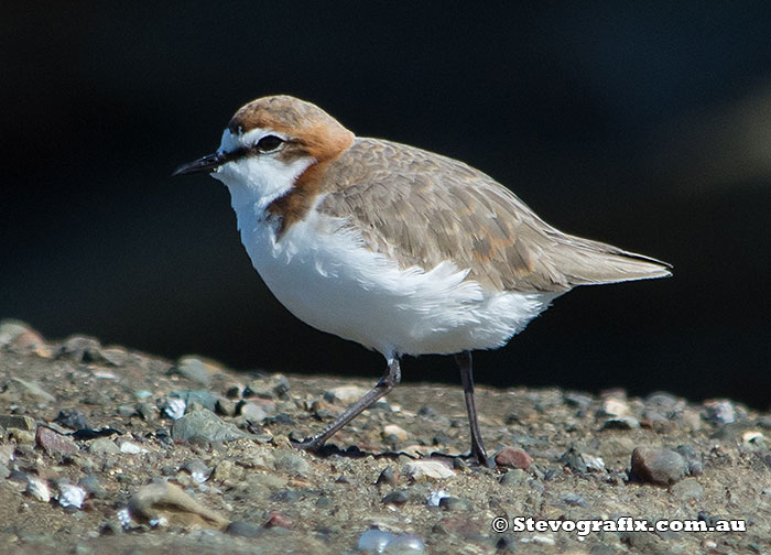 Redcapped Plover Australian Birds