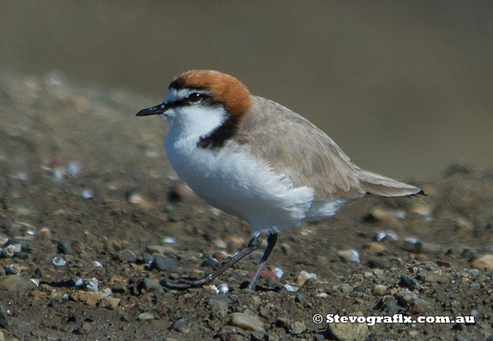 red-capped-plover-2424