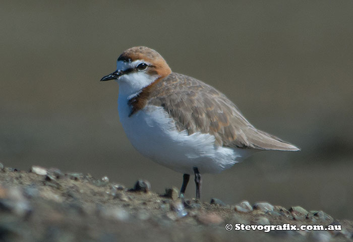 red-capped-plover-2480