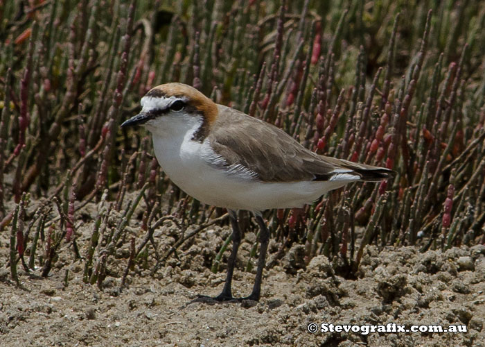 red-capped-plover-30476