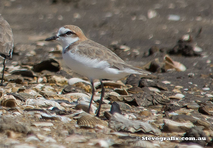 red-capped-plover-40215