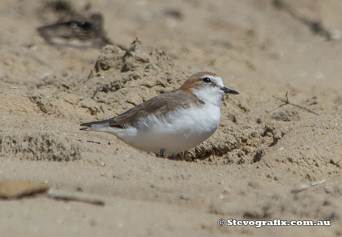 red-capped-plover-40222