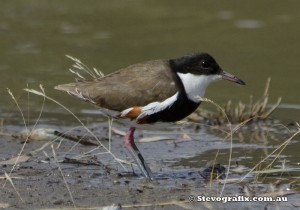 red-kneed-dotterel-33180