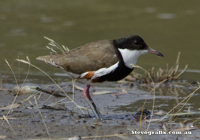 red-kneed-dotterel-33180