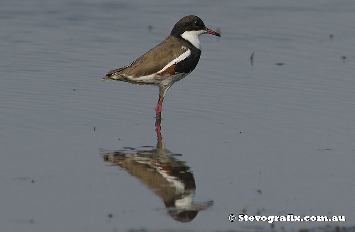 red-kneed-dotterels-2-25168