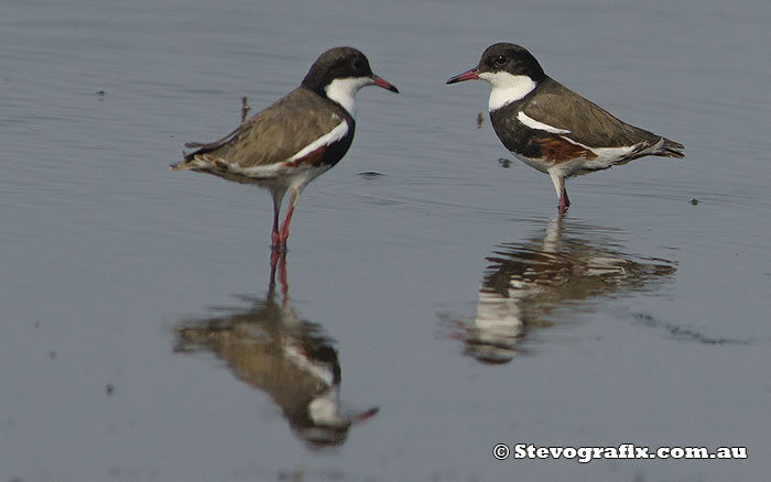 red-kneed-dotterels-25172