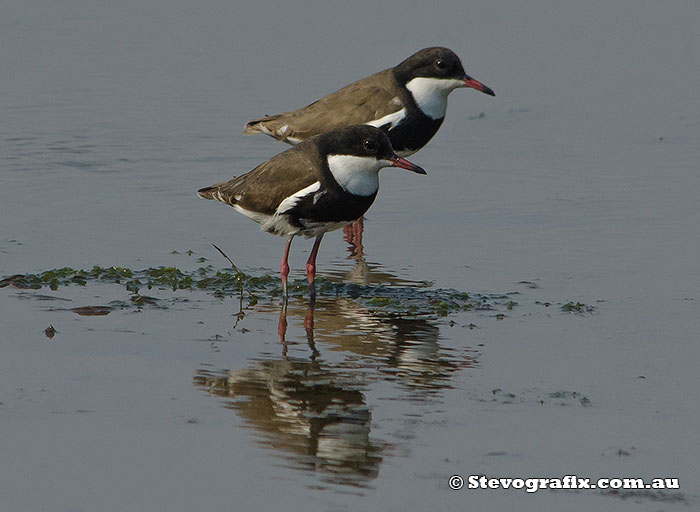 red-kneed-dotterels-25225