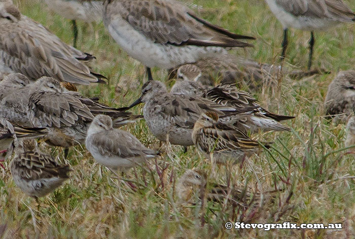 red-knot-26081