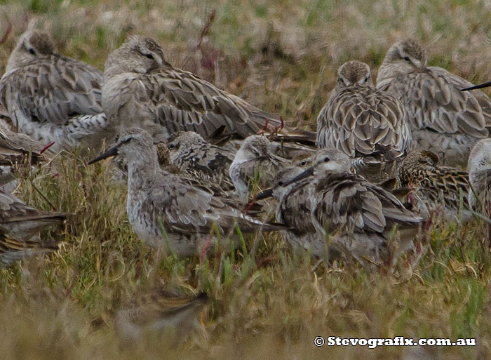 red-knot-26093