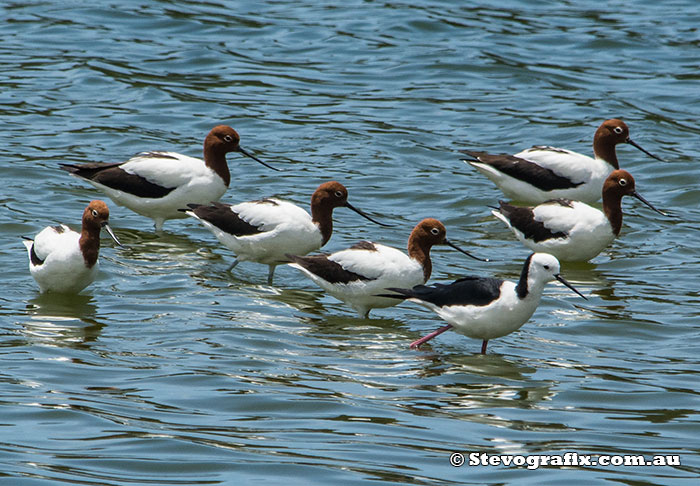 red-necked-avocets-18821