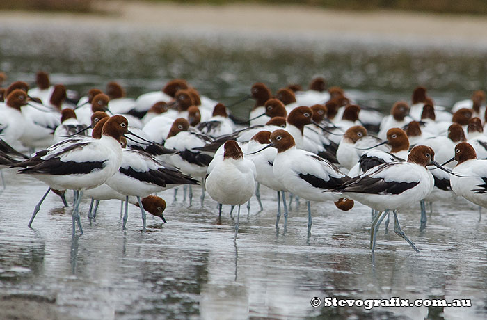 red-necked-avocets-20348