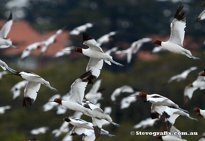 red-necked-avocets-in-flight