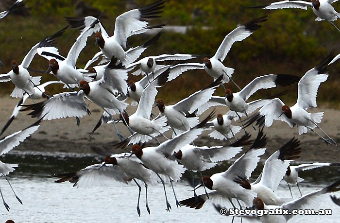 red-necked-avocets-landing