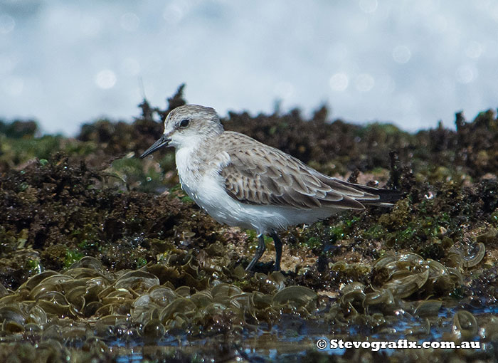 red-necked-stint-19271