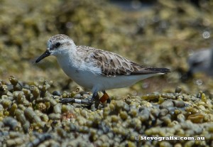 red-necked-stint-6715