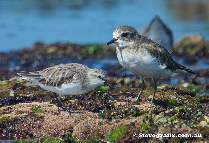 red-necked-stint-&-double-banded-plover-22385