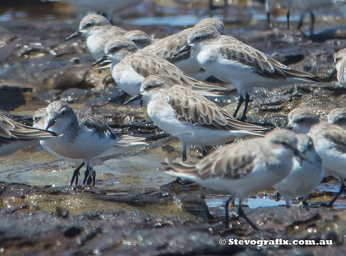 red-necked-stints-19609