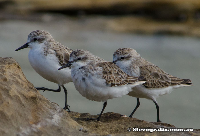 red-stint-necked-29857