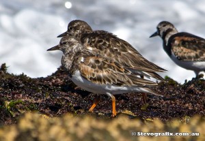 ruddy-turnstone-2287