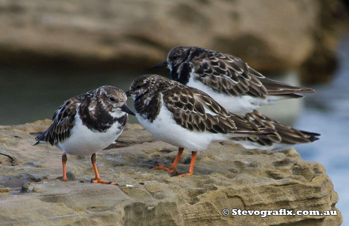 ruddy-turnstone-29892