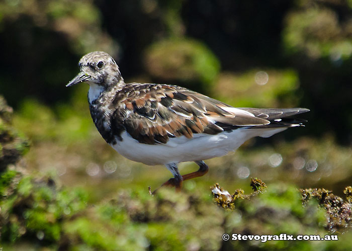 ruddy-turnstone-41326