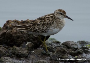 sandpiper-sharp-tailed-37169